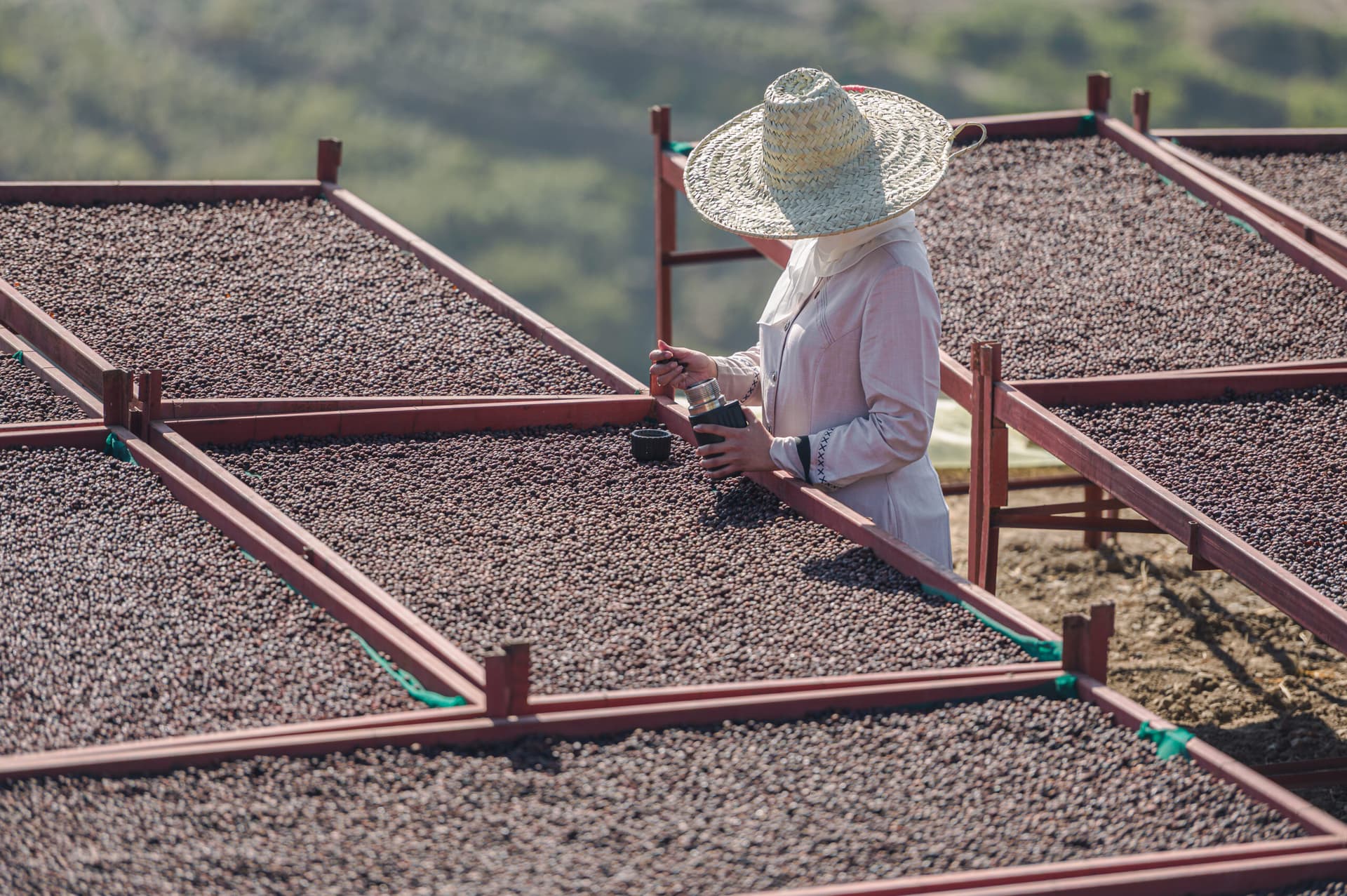Myasah Ali: When a Yemeni Woman Writes Coffee’s History with the Ink of Passion and Pioneering