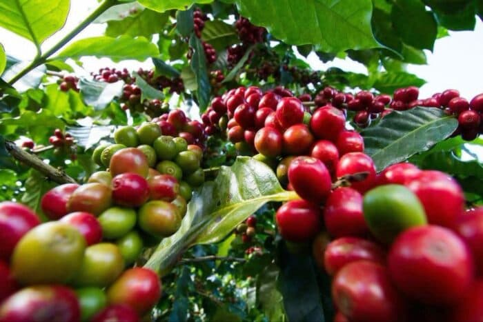ICO Coffee Market Report July 2026: Prices Surge 15.4% on Supply Fears