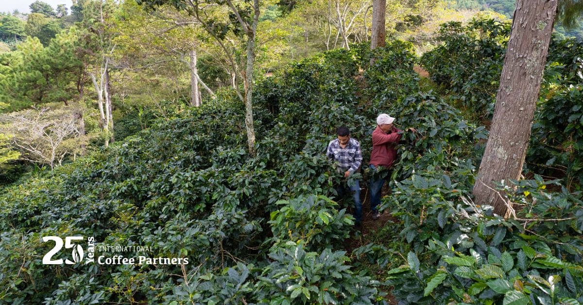 ICP 25 Years: Building Resilience in Coffee Communities Worldwide